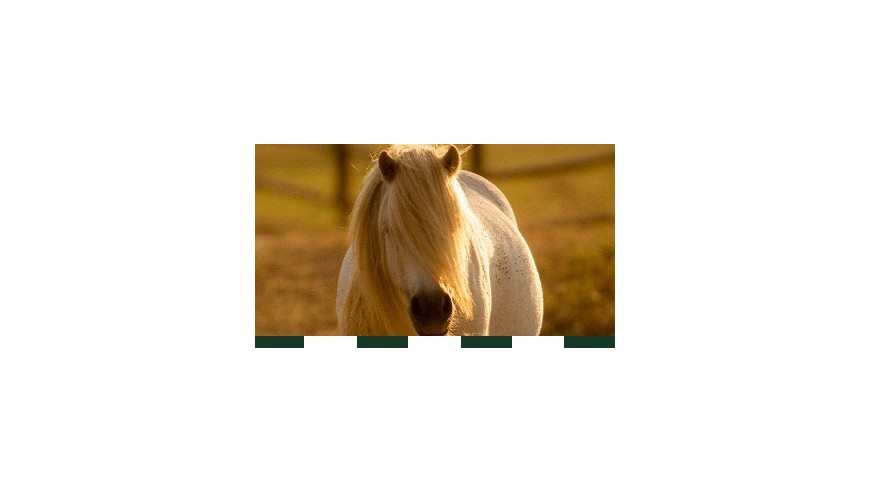 Vermifuge naturel cheval - Une alternative naturel | AJC Nature