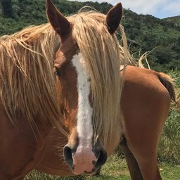 Pottok peuplant le Pays Basque. Destination de randonnée idéale pour les amoureux de rando & des chevaux 🐴

#horse #mountain #horselover #equestrian #equestrianlife #equestrianlifestyle #horsephotograpy #pony #horseofinstagram #holiday #nature